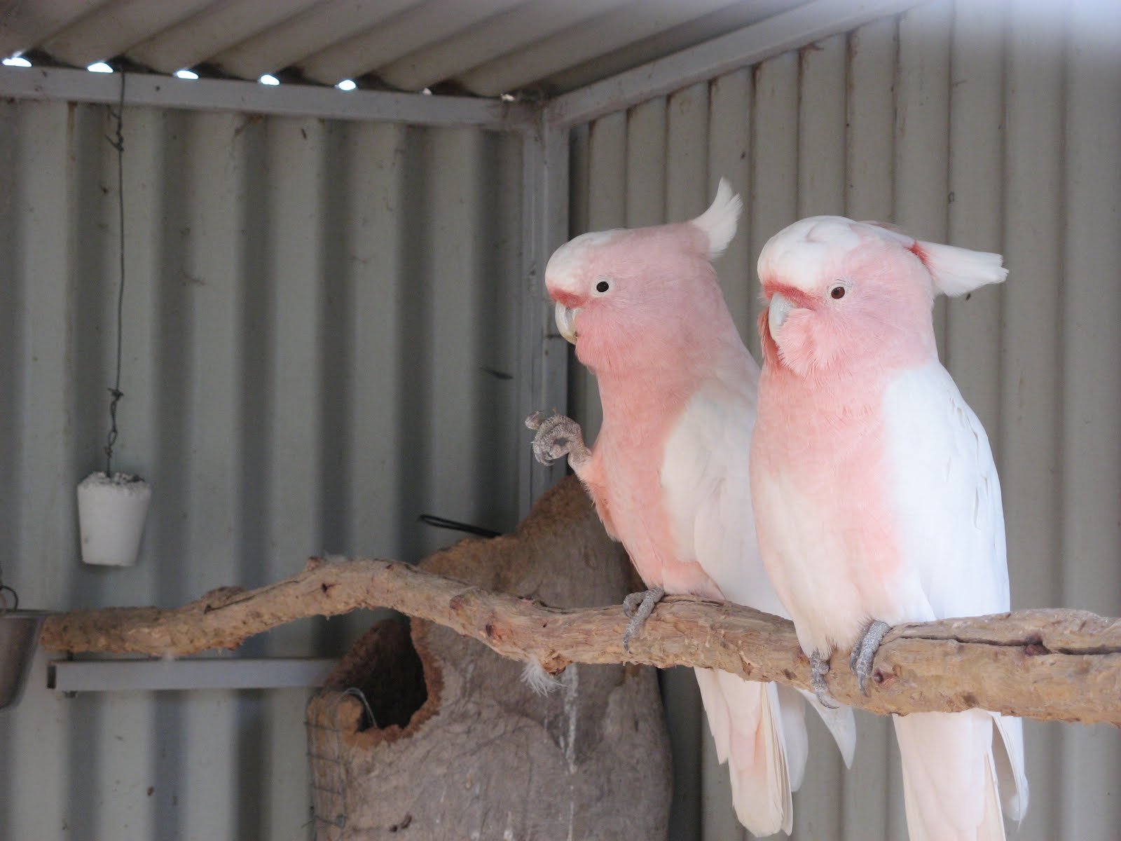 Buy Major Mitchell’s Cockatoo For Sale - Image 5