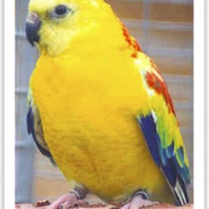 Buy Red Rump Parrot - Opaline Online