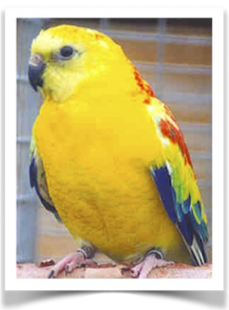 Buy Red Rump Parrot - Opaline Online