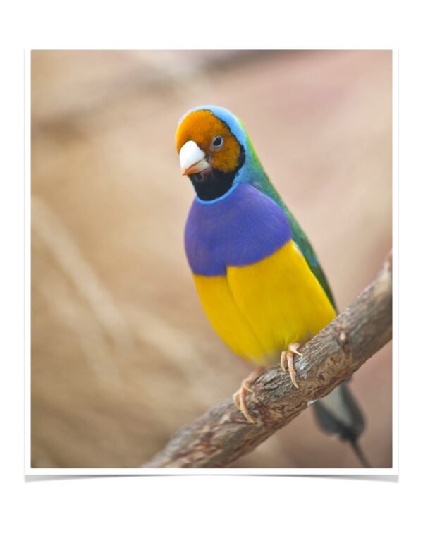 Buy Lady Gouldian Green Back Normal (BLACK HEAD MALE ONLY) Online