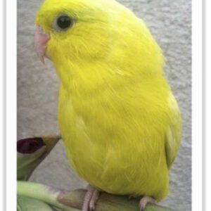 Buy American Yellow/White Parrotlet (Female Only) Online