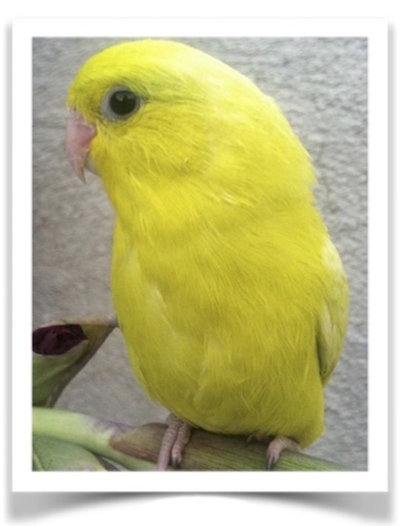 Buy American Yellow/White Parrotlet (Female Only) Online