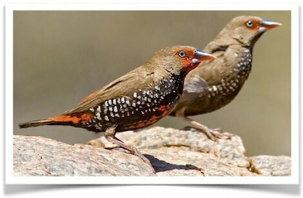 Buy Painted Finch Online