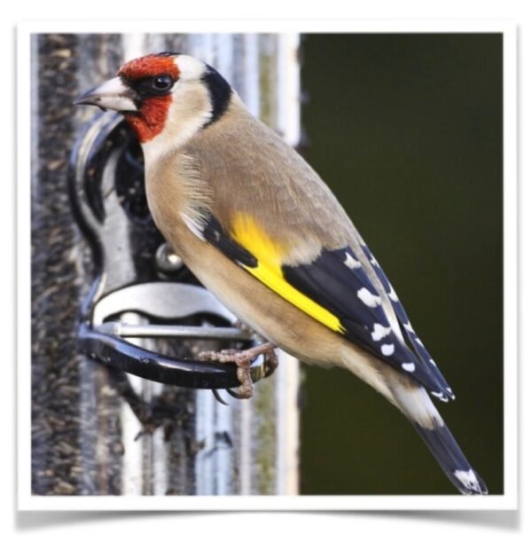 Buy Euro Goldfinch - Parva Online - Image 2