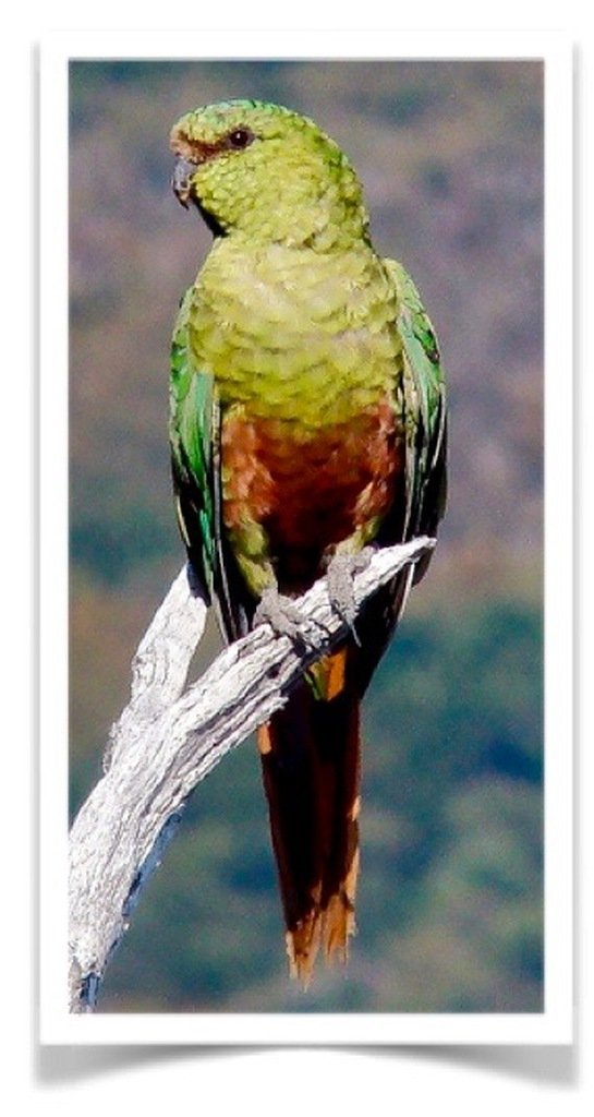 Buy Patagonian Conure (Burrowing Parrot) Online