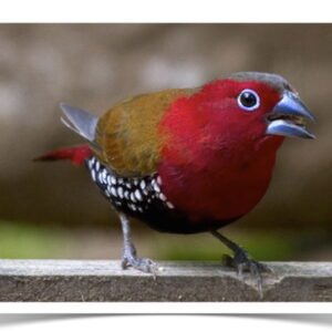 Buy Peters Twinspots Online