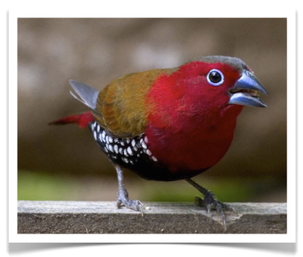 Buy Peters Twinspots Online