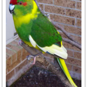 Buy Kakariki (Red Crowned Parakeet) - Pied Online