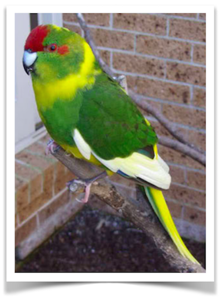 Buy Kakariki (Red Crowned Parakeet) - Pied Online