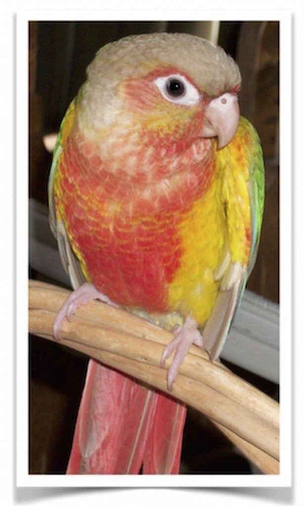 Buy Conure - Pineapple Green-Cheeked Online