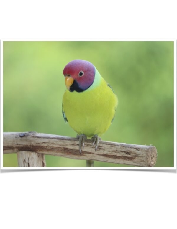 Buy Plum-headed Parakeets Online