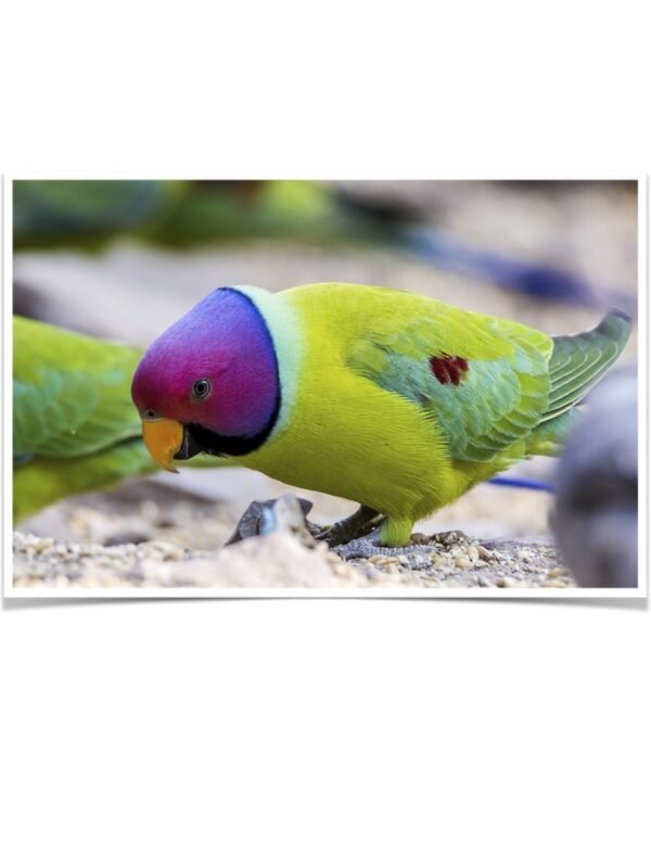 Buy Plum-headed Parakeets Online - Image 2