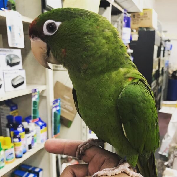 Puerto Rican amazon