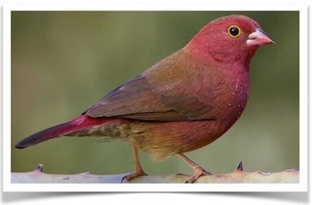 Buy Red-Billed Firefinch Online