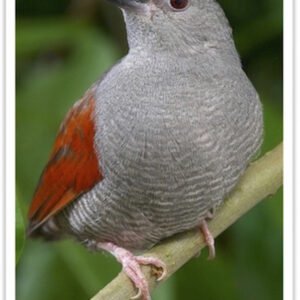Buy Red-winged Pytilia Online