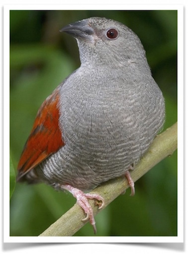 Buy Red-winged Pytilia Online