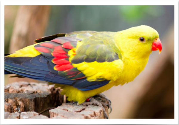 Buy Regent (Rock Pebbler) Parrot Online - Image 2