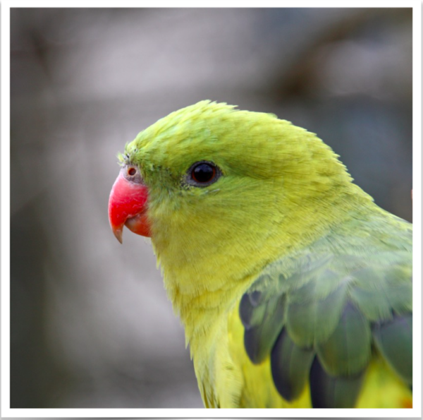 Buy Regent (Rock Pebbler) Parrot Online