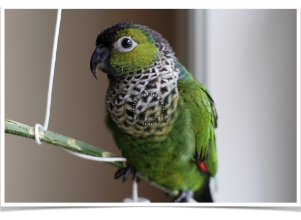 Buy Black-capped Conure - Black-capped parakeet - Rock conure Online - Image 2