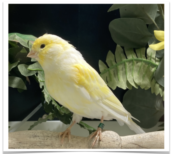 Buy Mosaic Canary Yellow OnlineBuy Mosaic Canary Yellow Online