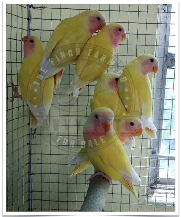 Buy Lutino Peach Face Lovebird Online - Image 4