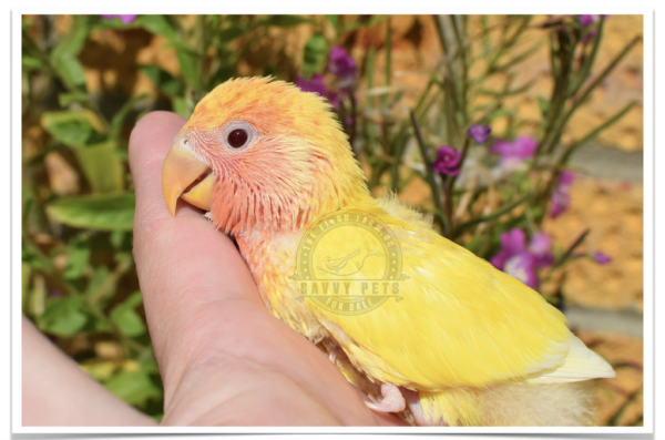 Buy Lutino Peach Face Lovebird Online - Image 5