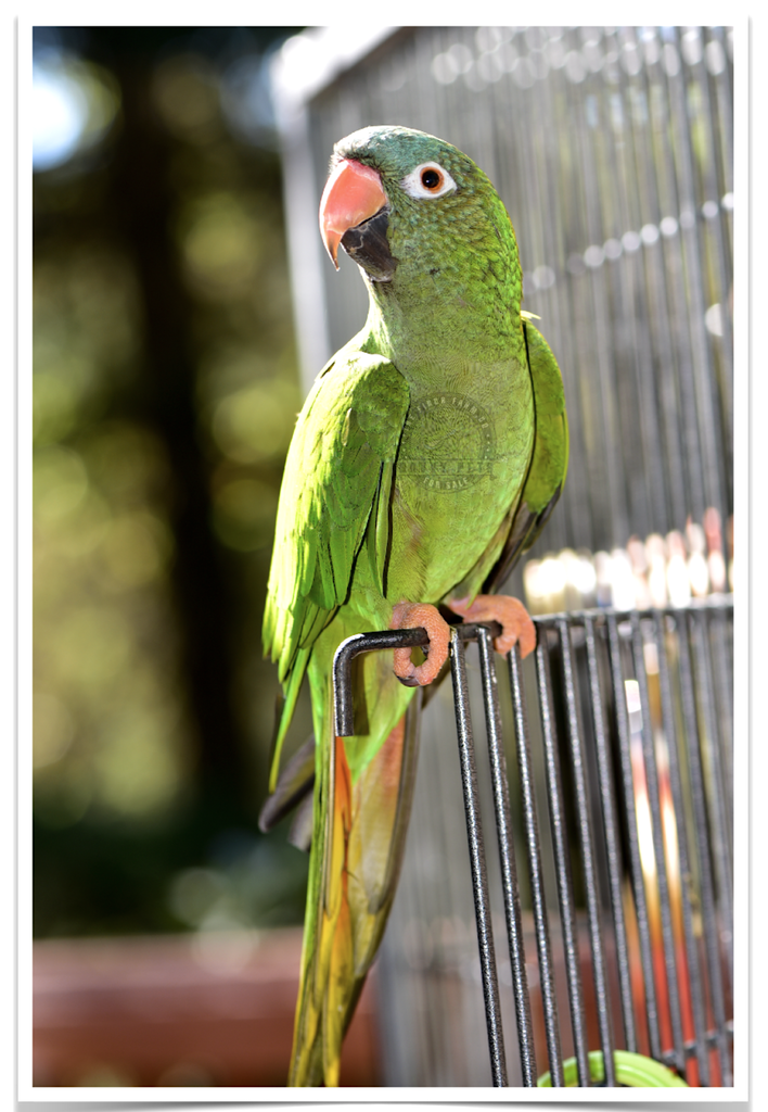 Buy Blue Crowned Conure Online - Image 2