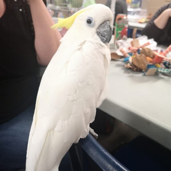 Sulphur-Crested Cockatoo