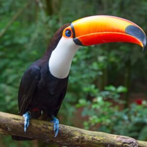 Buy Toco Toucan For Sale Online