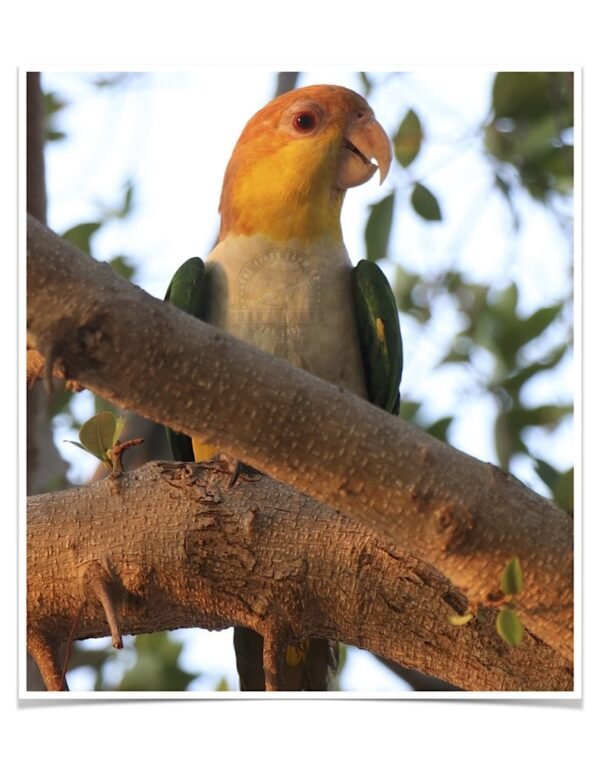 Buy White Bellied Caique Online - Image 2