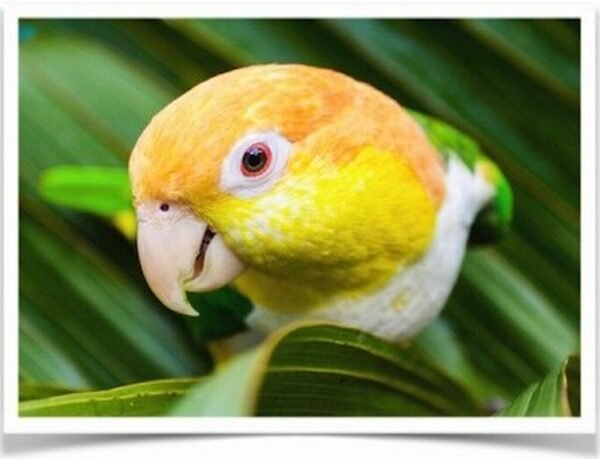 Buy White Bellied Caique Online - Image 4