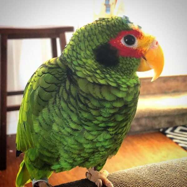 Yellow-lored amazon