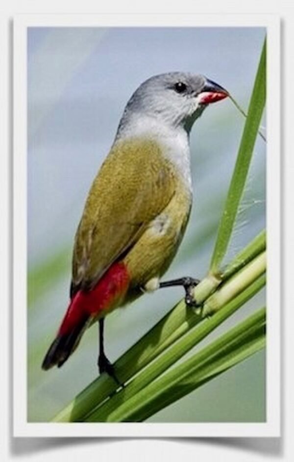 Buy Yellow-Bellied Waxbill Online