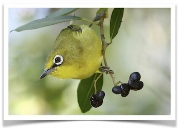Buy Yellow White-eyed Online