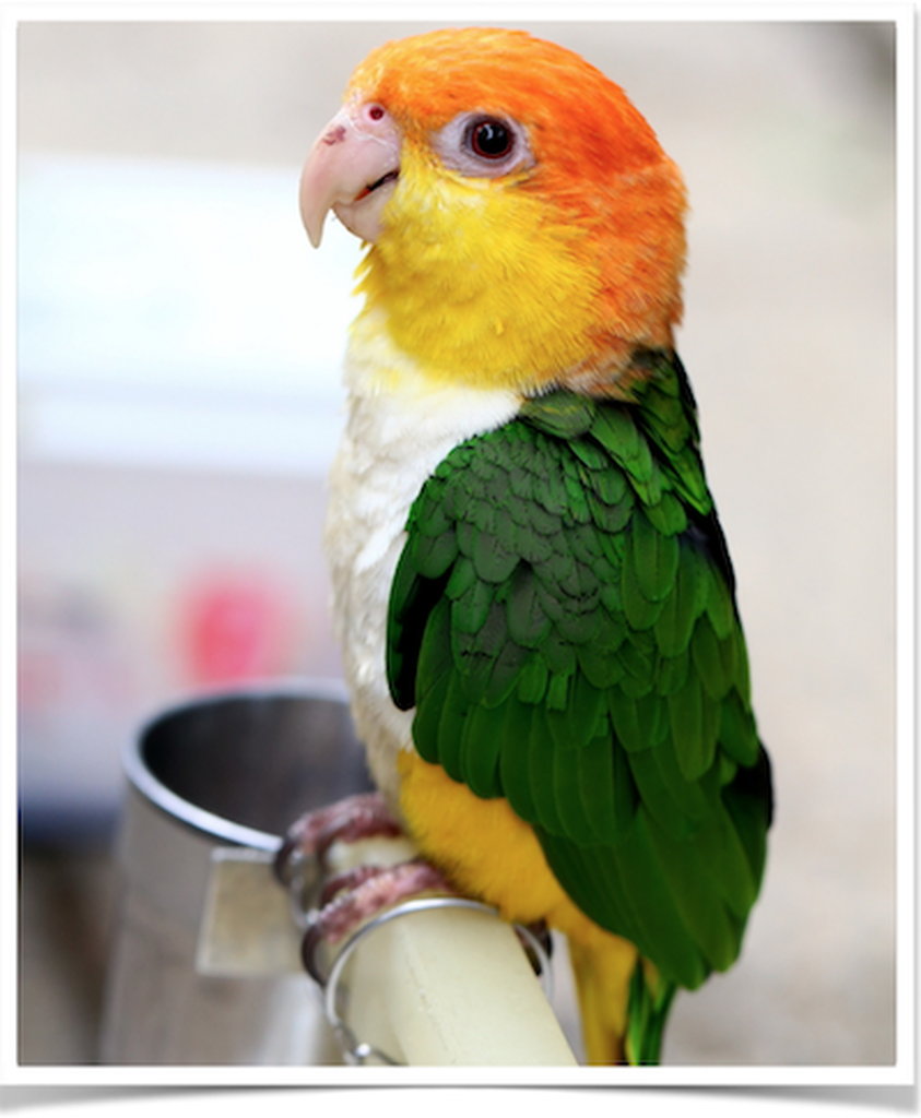 Buy White Bellied Caique Online