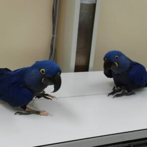 Buy Hyacinth Macaw For Sale