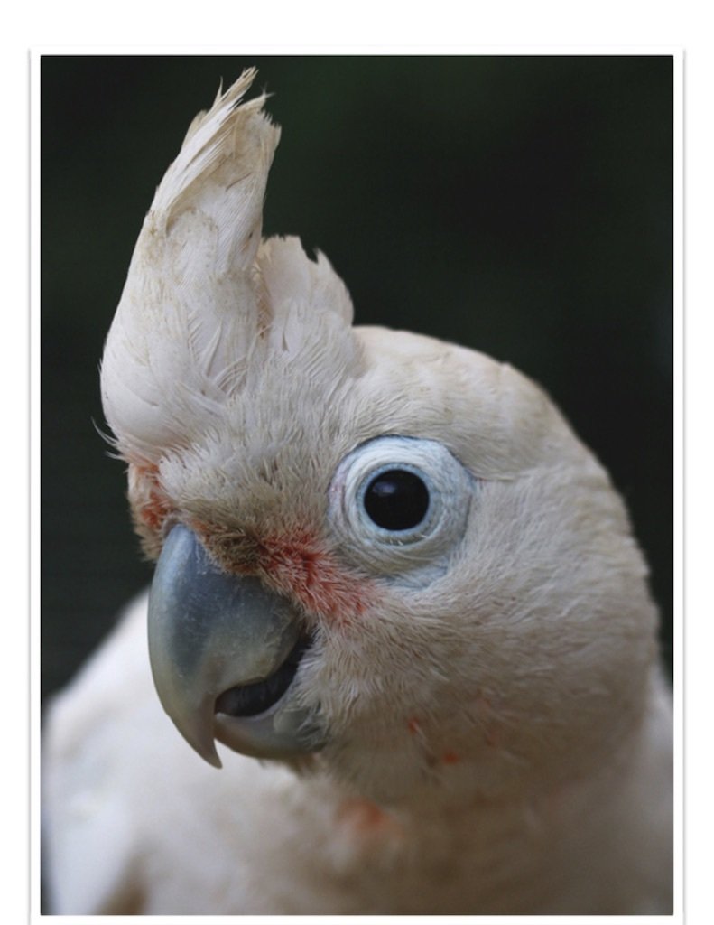 Buy Goffin's Cockatoo Online - Image 2
