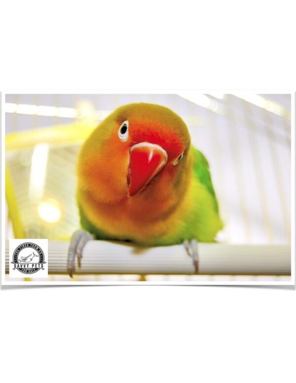 Buy Lovebirds - Fischer's Online - Image 2