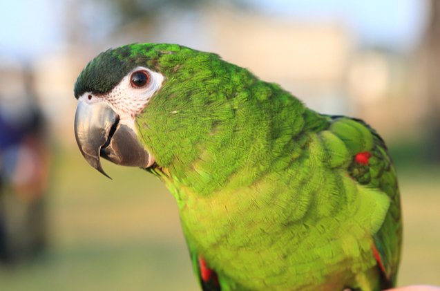 Buy Hahn’s Macaw for sale - Image 3