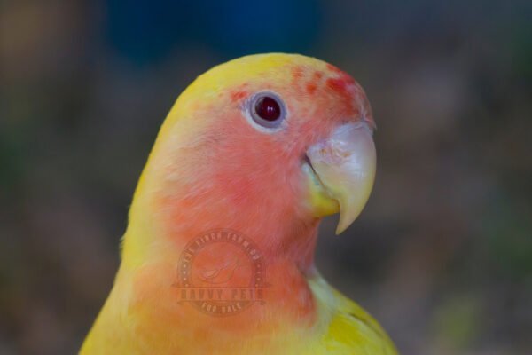 Buy Lutino Peach Face Lovebird Online - Image 3