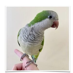 Buy Quaker Parrot (Monk Parakeet) Online