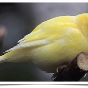 Buy Fife Fancy Canary Online