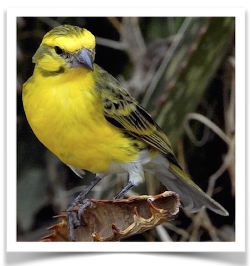 Buy White Bellied Canary Online - Image 3