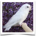 Buy American White Parrotlet ( MALES ONLY) Online