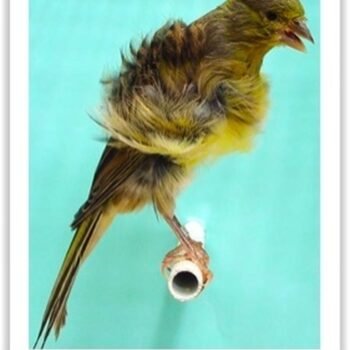 Buy Northern Dutch Frill Canary Online - Image 2