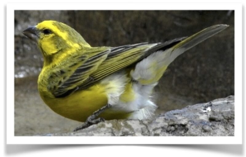 Buy White Bellied Canary Online - Image 4