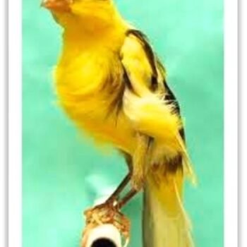 Buy Northern Dutch Frill Canary Online - Image 3