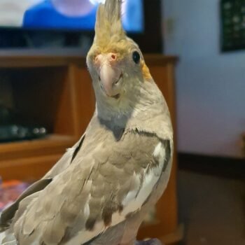 Normal Grey Cockatiel