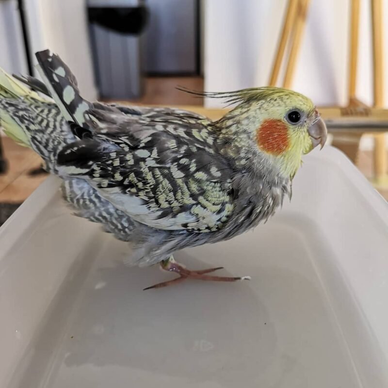 Pearl Cockatiel