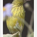 Buy African Citril Finch Online